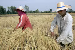 Nông dân thu hoạch lúa trên cánh đồng ở tỉnh Roi Et (Thái Lan). (Ảnh: AFP/TTXVN)