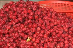 Hoa atiso đỏ. (Ảnh: Hồ Cầu/TTXVN)