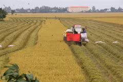 Nông dân Đồng Tháp phấn khởi vì vụ lúa Thu Đông được mùa, giá cao