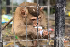 Cá thể khị bị nuôi nhốt làm cảnh tại một điểm du lịch ở Tam Đảo, tỉnh Vĩnh Phúc. (Ảnh: Hùng Võ/Vietnam+)