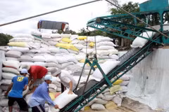 Việt Nam tham gia đấu thầu cung cấp gạo cho Philippines