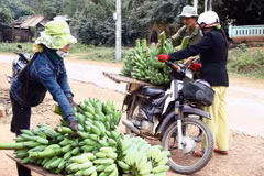  Nông dân Phú Yên phấn khởi vì chuối tăng giá gấp đôi