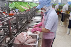 Công nhân nhà máy GODACO tại Khu Công nghiệp Mỹ Tho đang làm đơn hàng cá tra xuất khẩu. (Ảnh: Minh Hưng/TTXVN)