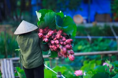 Ngắm sen đầu mùa - Thơm ngát dịu dàng từ đầm ra phố