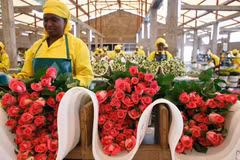 Ngày lễ Tình nhân ảm đạm với người trồng hoa hồng xuất khẩu tại Kenya