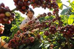 Lâm Đồng công nhận vùng sản xuất càphê ứng dụng công nghệ cao