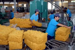 Sơ chế mủ cao su tại Công ty Trách nhiệm hữu hạn một thành viên Cao su Dầu Tiếng (Bình Dương) thuộc Tập đoàn Công nghiệp Cao su Việt Nam. (Ảnh: Đình Huệ/TTXVN)