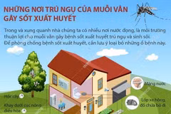 [Infographics] Những nơi trú ngụ của muỗi vằn gây sốt xuất huyết