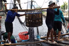 Thu hoạch cá tra cung cấp cho nhà máy chế biến phục vụ xuất khẩu tại hộ nông dân nuôi liên kết với doanh nghiệp ở xã Bình Hoà, huyện Châu Thành. (Ảnh: Phạm Hậu/TTXVN)