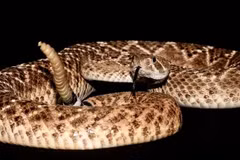 Rắn đuôi chuông. (Nguồn: livescience.com)