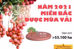 [Infographics] Năm 2021, nhiều tỉnh miền Bắc được mùa vải thiều