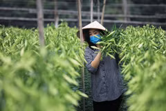 Hoa loa kèn bung nở, báo hiệu một mùa hè sắp về. (Ảnh: Thành Đạt/TTXVN)