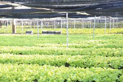 Những mảnh đất trống chưa trồng hoa được trồng rau để kiếm thêm thu nhập. (Ảnh: Ngọc Anh/Vietnam+)