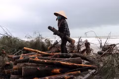 Rừng phòng hộ ven biển bị sóng lớn cuốn trôi ở tỉnh Thừa Thiên-Huế. (Ảnh: Đỗ Trưởng/TTXVN)