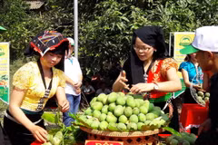 Xoài Yên Châu. (Ảnh: Nguyễn Cường/TTXVN)