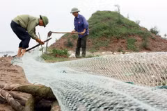 Người dân huyện Thái Thụy tỉnh Thái Bình chủ động bảo vệ cơ sở nuôi tôm của gia đinh. (Ảnh: Thế Duyệt/TTXVN)