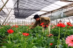 Hà Nội hỗ trợ phát triển vùng trồng hoa cao cấp