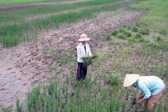 Cà Mau: Gần 20.000 ha đất sản xuất lúa bị nhiễm mặn