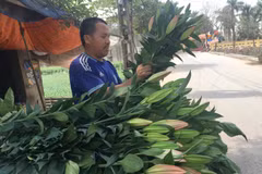 Giá hoa ly đã tăng. (Ảnh: PV/Vietnam+)