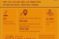 Vú sữa tím Sóc Trăng khẳng định thương hiệu tại thị trường Mỹ