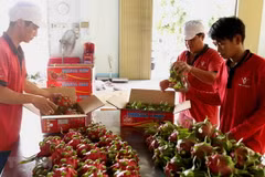 Sơ chế, đóng gói trái thanh long để xuất khẩu. (Ảnh: Vũ Sinh/TTXVN)
