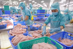 Chế biến cá tra phi lê xuất khẩu. (Ảnh: Vũ Sinh/TTXVN)