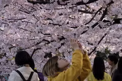 Du khách chiêm ngưỡng vẻ đẹp của hoa anh đào tại Tokyo, Nhật Bản năm 2019. (Ảnh: AFP/TTXVN)