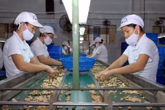 Chế biến nông sản. (Ảnh minh họa: Danh Lam/TTXVN)