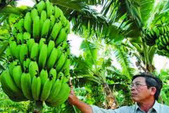 Chuối Laba. (Nguồn: Tuổi Trẻ)
