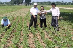(Ảnh minh họa: Anh Tuấn/TTXVN)