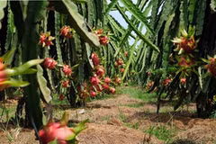 (Nguồn: agroviet.gov.vn)