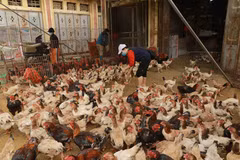 Tăng cường công tác phòng chống cúm gia cầm trên địa bàn tỉnh Phú Thọ. (Ảnh: TTXVN/Vietnam+)