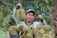 Thu hoạch sầu riêng tại nhà vườn ở huyện Bù Đăng (tỉnh Bình Phước). (Ảnh: Nhật Bình/TTXVN)