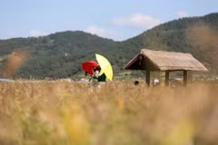 Du khách tham quan Vịnh Suncheon (Hàn Quốc). (Ảnh: THX/TTXVN)