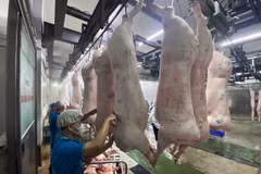 Chế biến, phân loại thịt lợn tại nhà máy của Công ty Cổ phần Công nghệ thực phẩm Vinh Anh (huyện Thường Tín, Hà Nội). (Ảnh: TTXVN) 