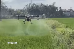 Hà Nội phát triển bền vững các vùng sản xuất nông nghiệp tập trung. (Nguồn: TTXVN)