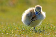 Chú vịt 'tung cước.​' (Nguồn: comedywildlifephoto)