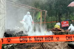 Cán bộ thú y tổ chức khử khuẩn và tiêu hủy gia cầm nghi mắc bệnh. (Ảnh: Thái Thuần/TTXVN)