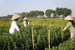 Giáp Tết, làng hoa Tây Tựu hút lao động thời vụ (Ảnh: Phương Mai/Vietnam+)