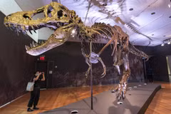 Bộ xương khủng long bạo chúa T-rex được bán với giá cao kỷ lục 31,8 triệu USD. (Nguồn: AP)