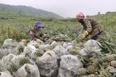 Giá dứa ổn định khiến nông dân phấn khởi. (Ảnh: Nguyễn Oanh/TTXVN)