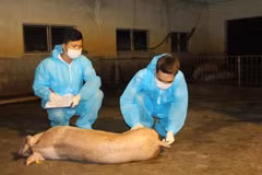 Các nhà khoa học của Học viện Nông nghiệp Việt Nam đã thu thập các mẫu virus gây bệnh để nghiên cứu. (Ảnh: Học viện Nông nghiệp Việt Nam)