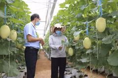 Năm 2025 sẽ có trên 20% sản phẩm nông nghiệp ứng dụng công nghệ cao