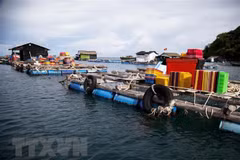 Mô hình nuôi cá lồng bè ở xã đảo Thổ Châu, thành phố Phú Quốc, tỉnh Kiên Giang. (Ảnh: Hồng Đạt/TTXVN)