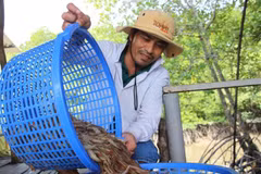Thu hoạch tôm. (Nguồn: TTXVN)