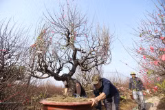 Các hộ trồng đào tất bật chuyển những cây đào đến tận địa chỉ cho khách hàng đặt mua. (Ảnh: Minh Quyết/TTXVN)
