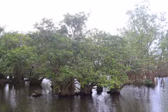 Rú Chá thuộc xã Hương Phong, thành phố Huế, tỉnh Thừa Thiên-Huế, là một trong những khu rừng ngập mặn nguyên sinh quý hiếm trên hệ đầm phá Tam Giang. (Ảnh: Tường Vi/TTXVN) 