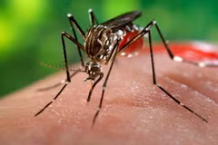 Ảnh minh họa. (Nguồn: sciencemag.org)