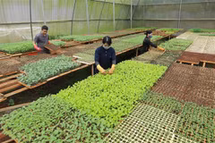 Sản xuất cây giống ra tại hợp tác xã Tinh Hoa Farm ở phường Tân Lập, thành phố Buôn Ma Thuột. (Ảnh: Vũ Sinh/TTXVN)