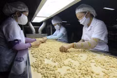 Chế biến hạt điều xuất khẩu. (Ảnh: Vũ Sinh/TTXVN)